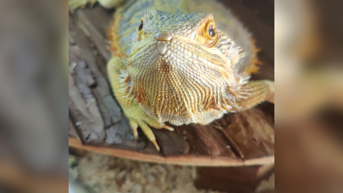 Beardie Classic portrait original phone photo