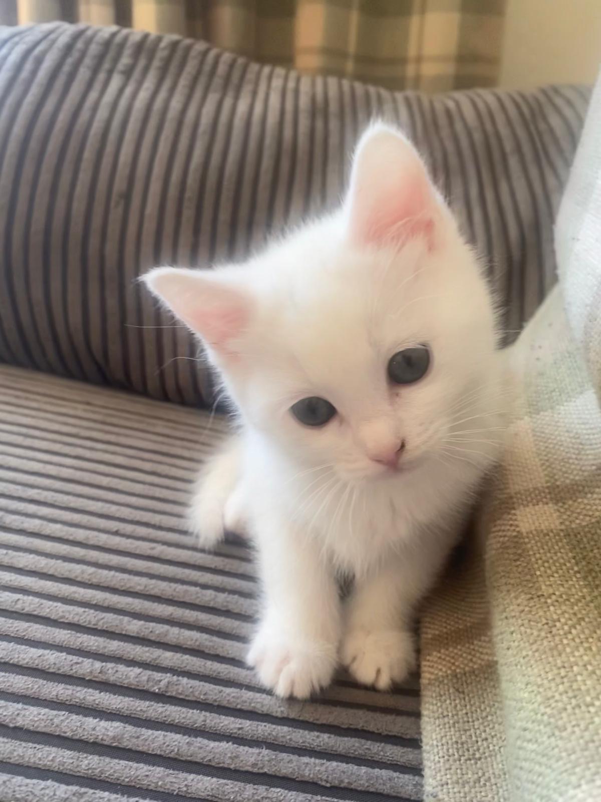 Original phone photo of a white kitten